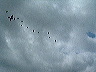 paratroopers